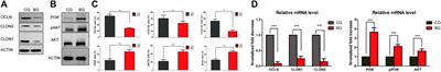 Tight junction disruption through activation of the PI3K/AKT pathways in the skin contributes to blister fluid formation after severe tibial plateau fracture